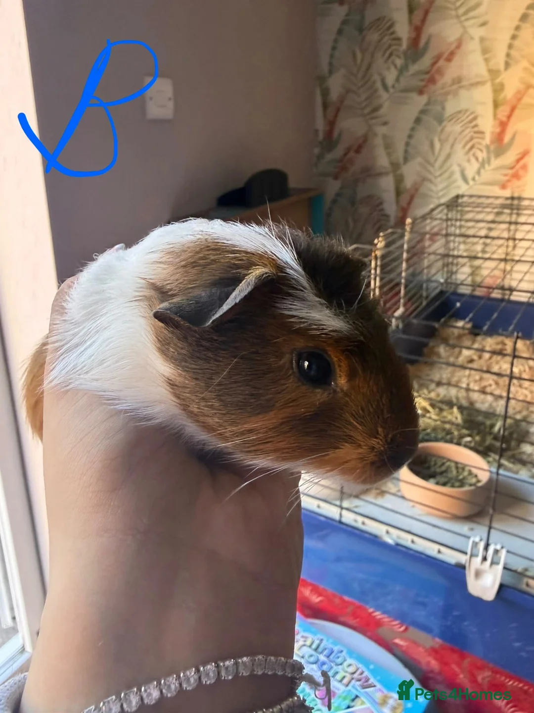Guinea Pig rodents for sale: Mixed Guinea Pigs for Sale  - Advert 2