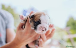 English Bulldog dogs for sale: Stunning litter of  English bulldog puppies - Image 19