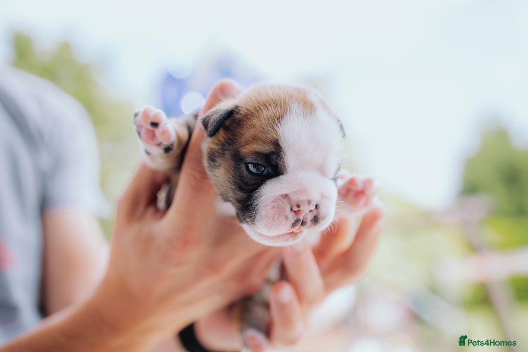 English Bulldog dogs for sale: Stunning litter of  English bulldog puppies - Image 19
