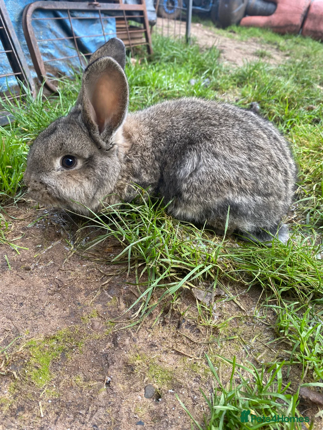 Mixed Breed rabbits for sale: Chin chilla rabbit cross French lop baby  - Advert 4