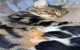 Bengal cats for sale: 3 beautiful bengals mixed with Khao Manee - Image 6