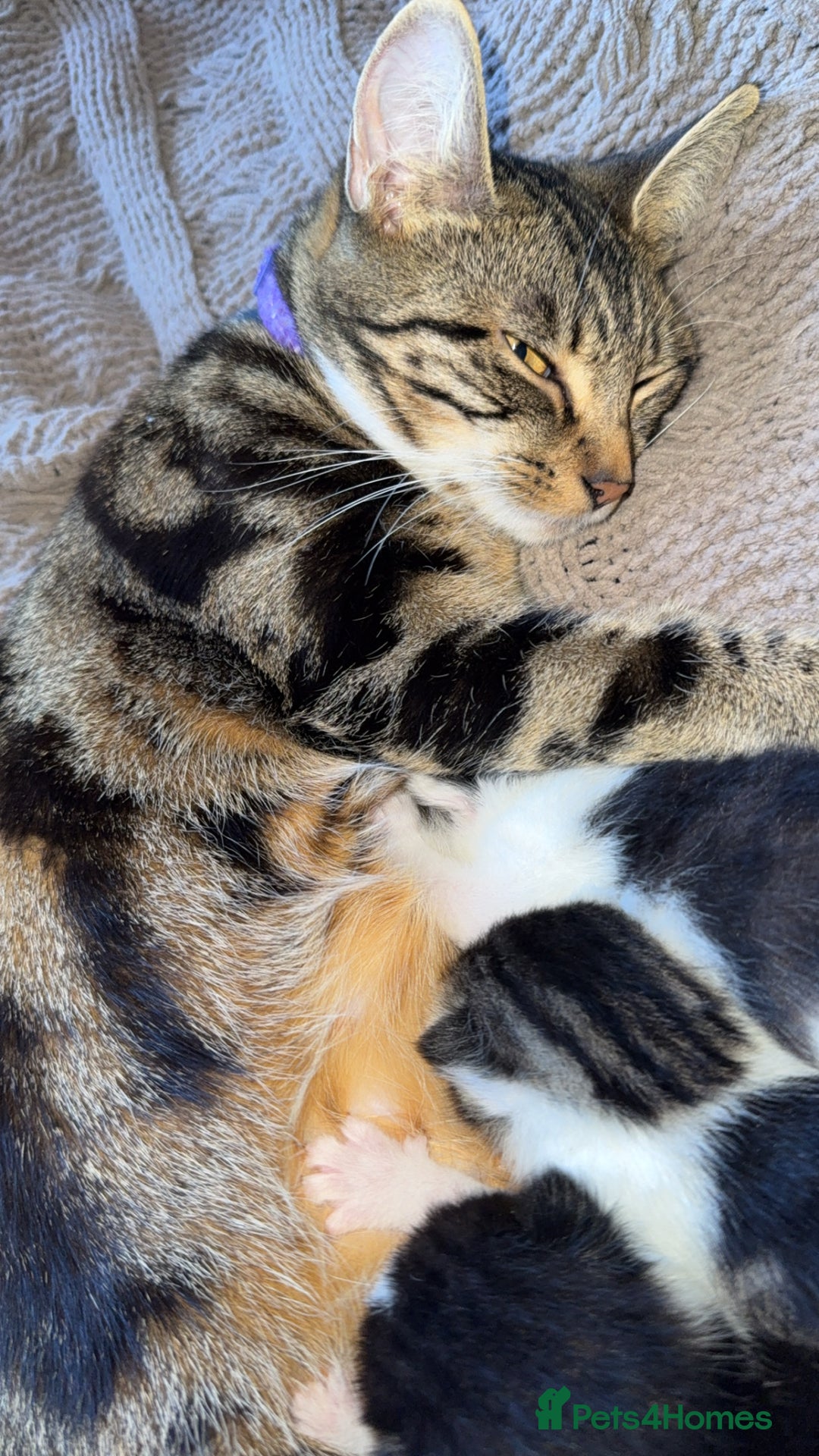 Bengal cats for sale: 3 beautiful bengals mixed with Khao Manee - Image 6