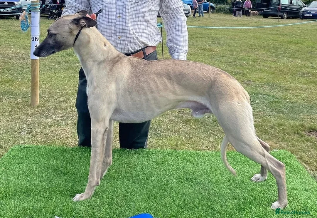 Whippet dogs for stud: KC Proven Whippet Dog For Stud in Blaenau Ffestiniog - Advert 1