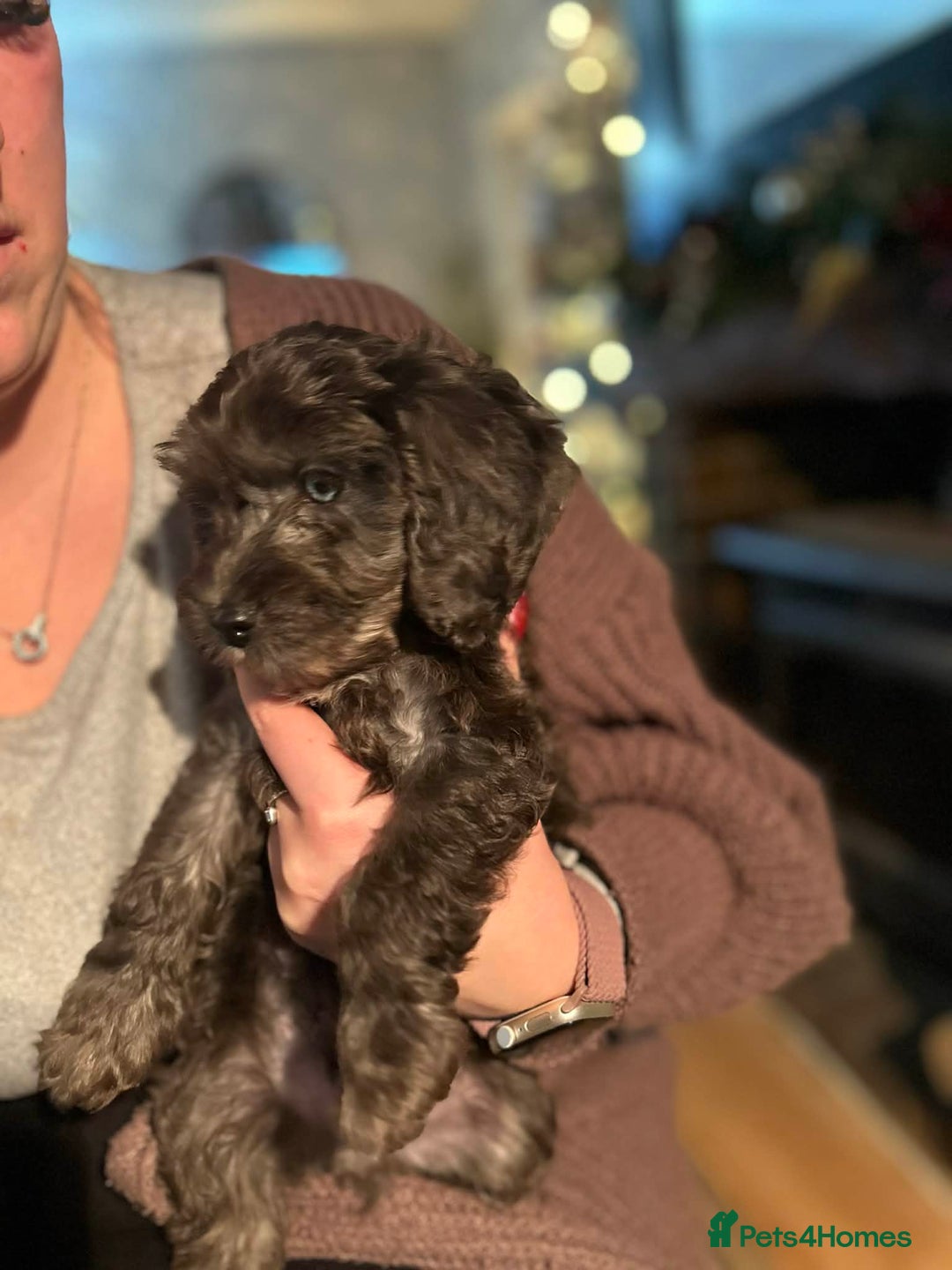 Cockapoo dogs for sale: Cockapoo’s for sale - Advert 2