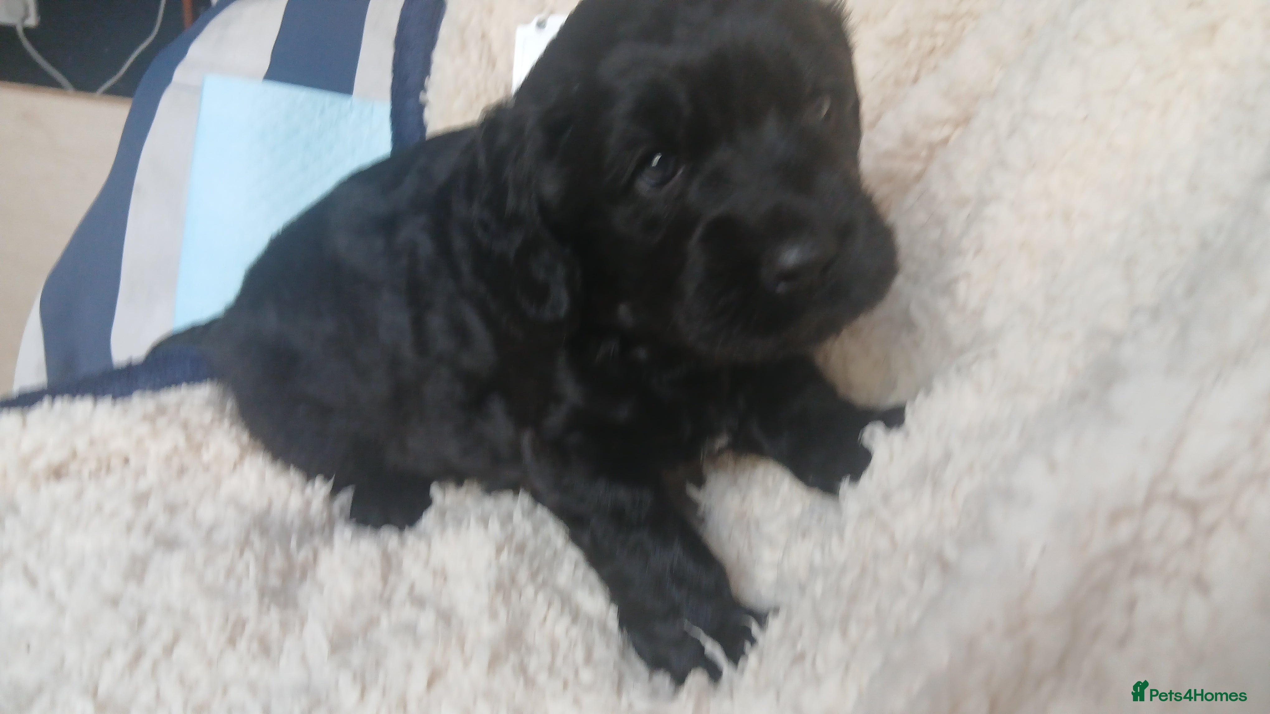 Mixed Breed dogs for sale: Ready Gorgeous Cockapoo x Gold Retriever x pups  - Advert 37