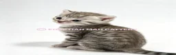 Egyptian Mau cats for sale: TICA reg SNOW LEOPARD EGYPTIAN MAU X BENGAL  - Advert 13