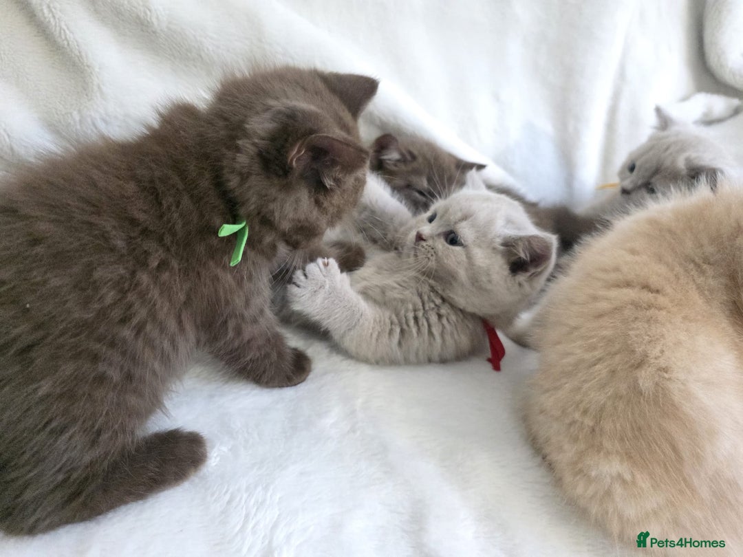 British Shorthair cats for sale: GCCF British Shorthair Kittens Champion Bloodline  - Image 18