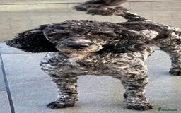 Mixed Breed dogs for sale: Rare Dalmadoodle puppies 🐶 🩷  - Image 30