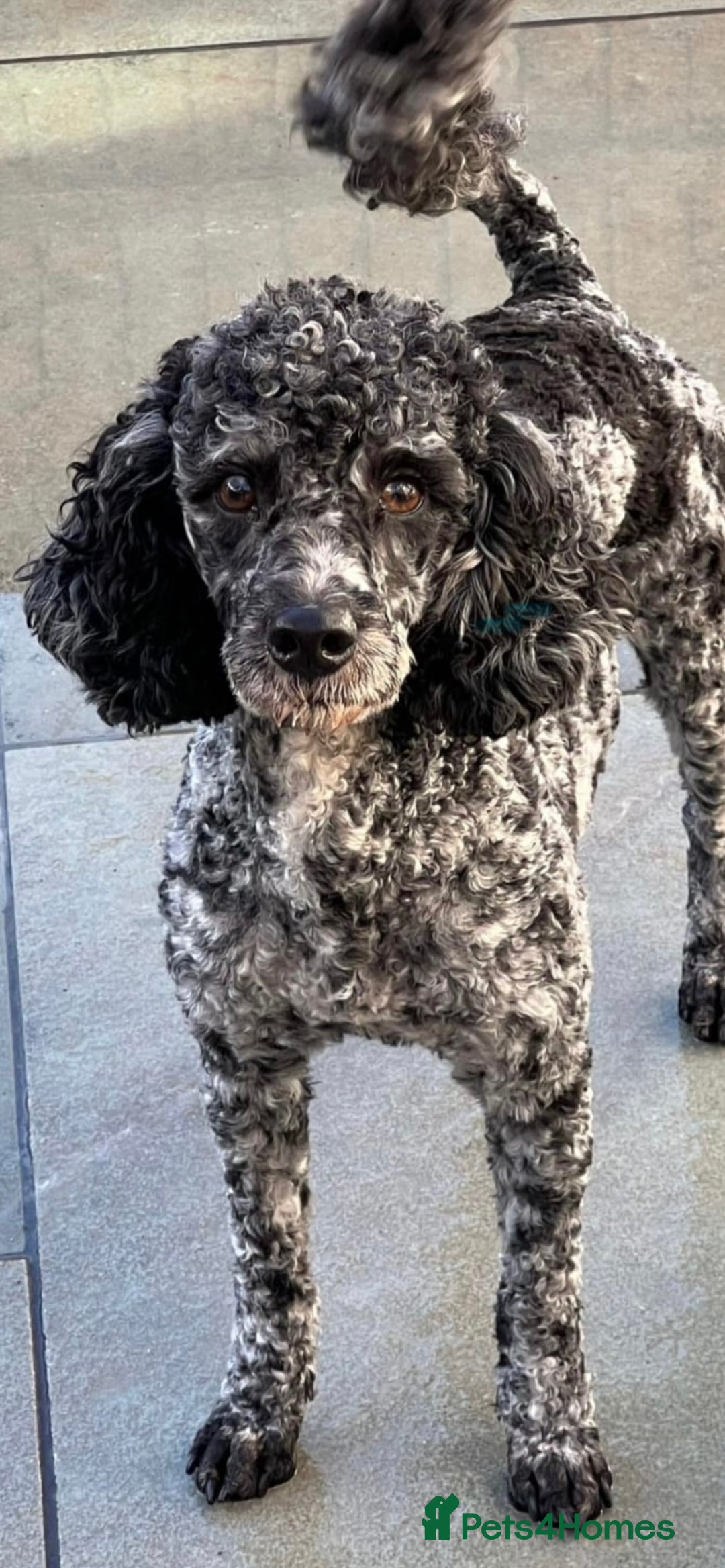 Mixed Breed dogs for sale: Rare Dalmadoodle puppies 🐶 🩷  - Image 30