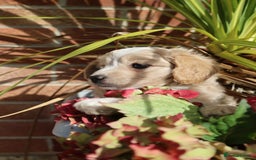 Maltipoo dogs for sale: Beautiful Maltipoo Babies - Image 33