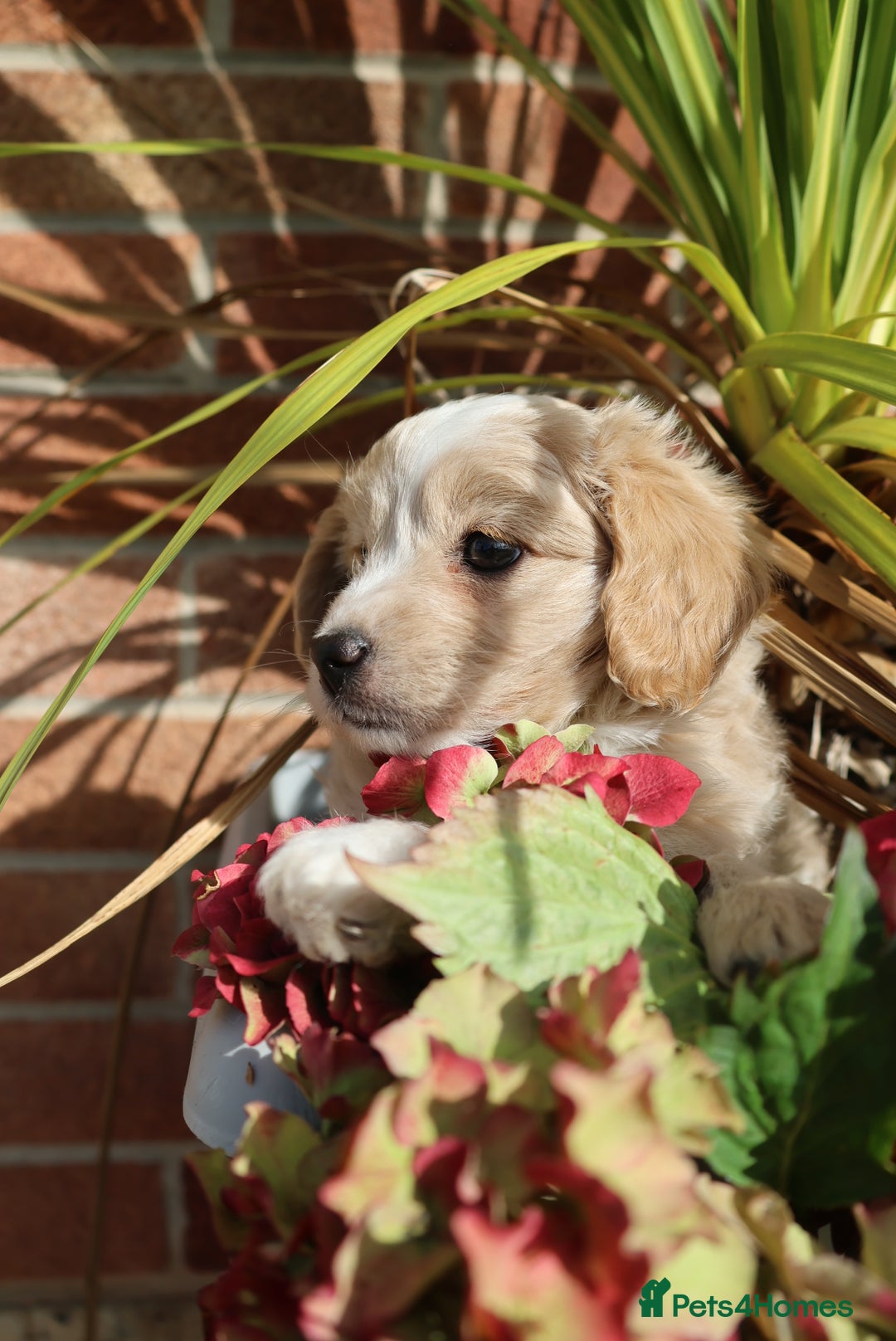 Maltipoo dogs for sale: Beautiful Maltipoo Babies - Image 33