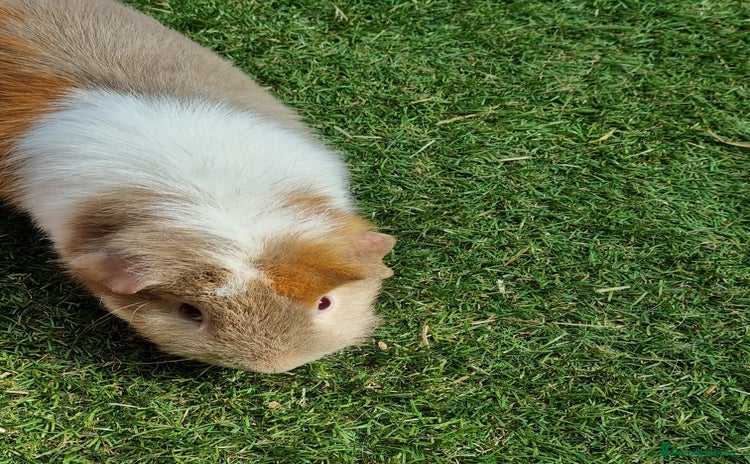 Guinea Pig rodents - Advert 3