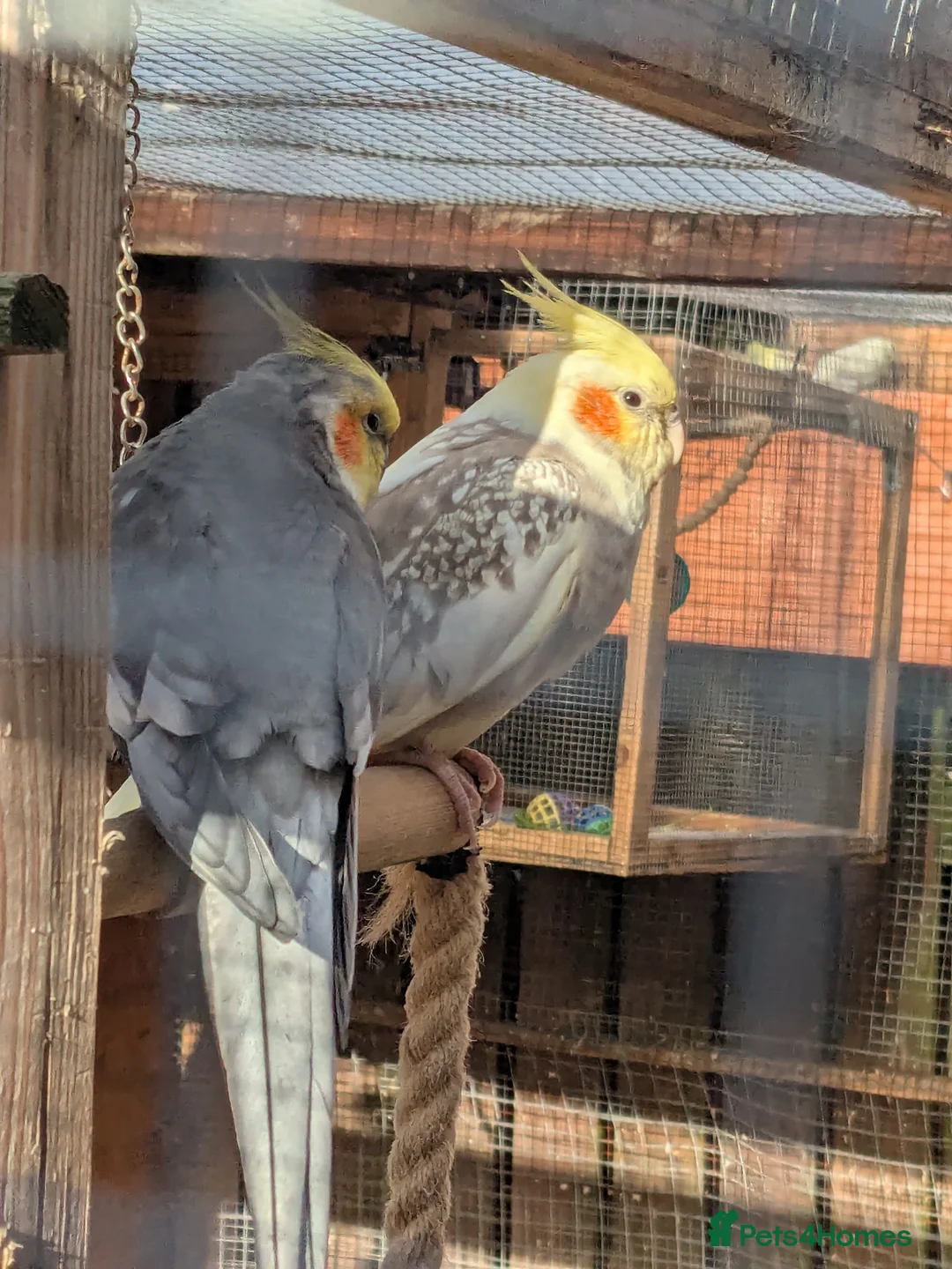 Cockatiels birds for sale: Adult cockateils - Advert 2