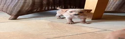 Mixed Breed dogs for sale: Just one Pootalian girl left - Advert 3