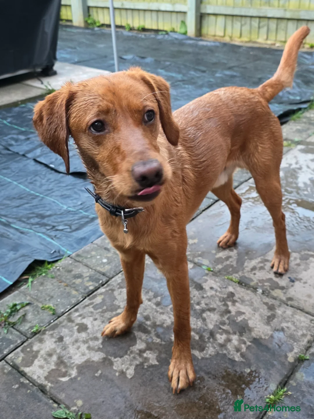 Goldador dogs for sale: 23 month old Male  in Newport - Advert 8