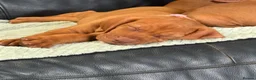 Hungarian Vizsla dogs for sale: Gorgeous Hungarian Vizsla puppies  - Advert 27