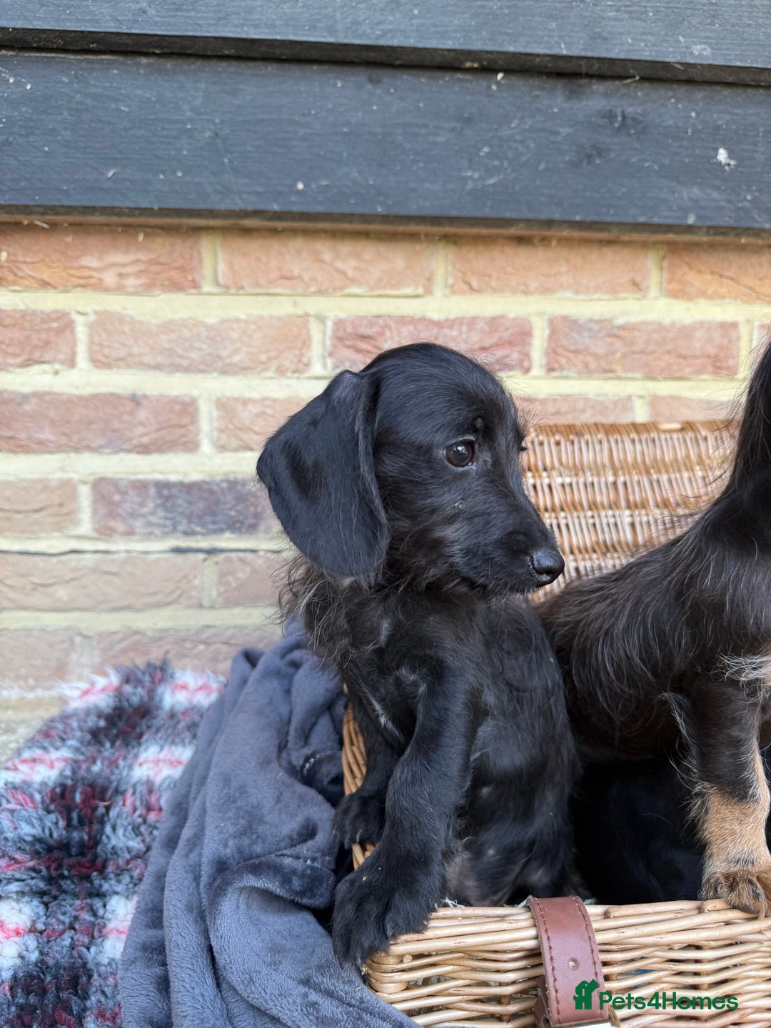 Mixed Breed dogs for sale: 🐾 Gorgeous Doxiepoo Puppies – Ready 07/08! 🐾 - Image 16