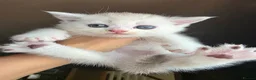 Munchkin cats for sale: Scottish Kilts ( MUNCHKIN FOLD) kittens 😸  in Gloucester - Advert 16