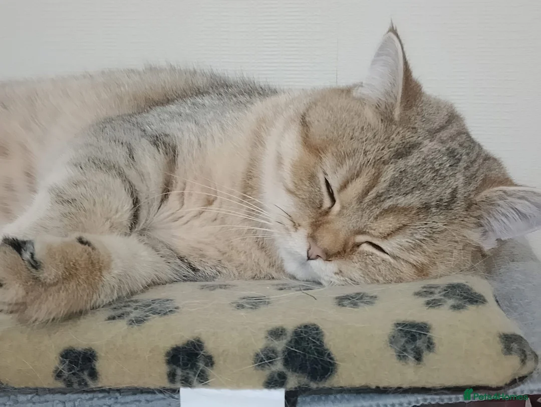 British Shorthair cats for sale: Two young adult golden BSH male cats - Advert 2