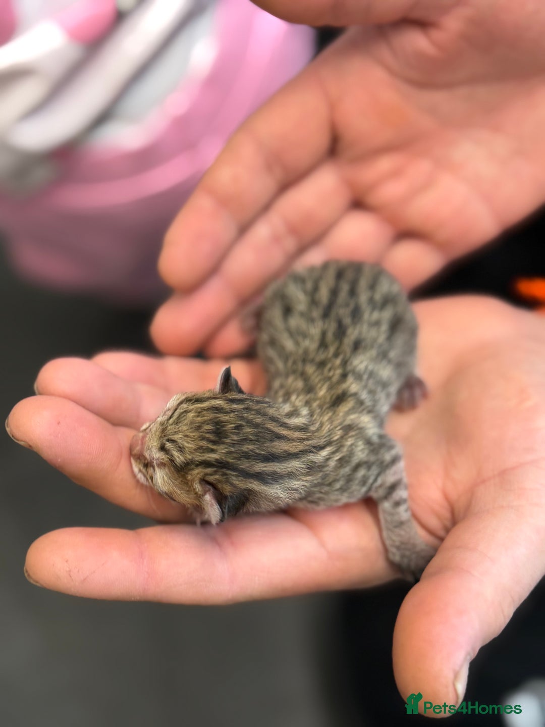 Mixed Breed cats for sale: 5 adorable kittens - Advert 5