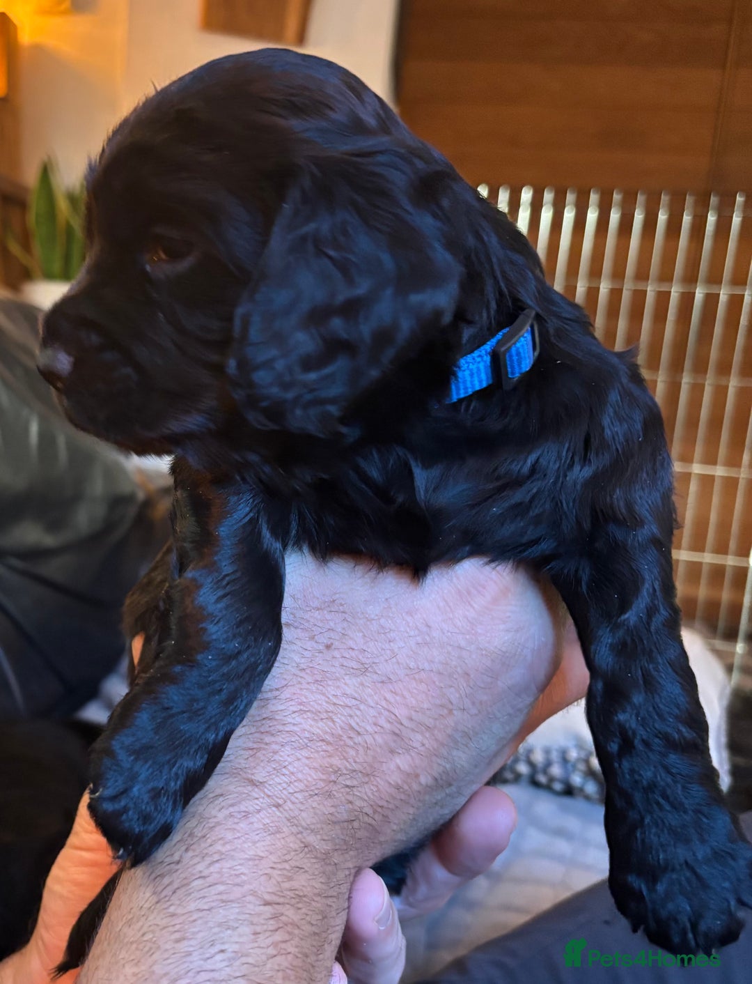 Cocker Spaniel dogs for sale: Black Male KC Working cocker - Image 3