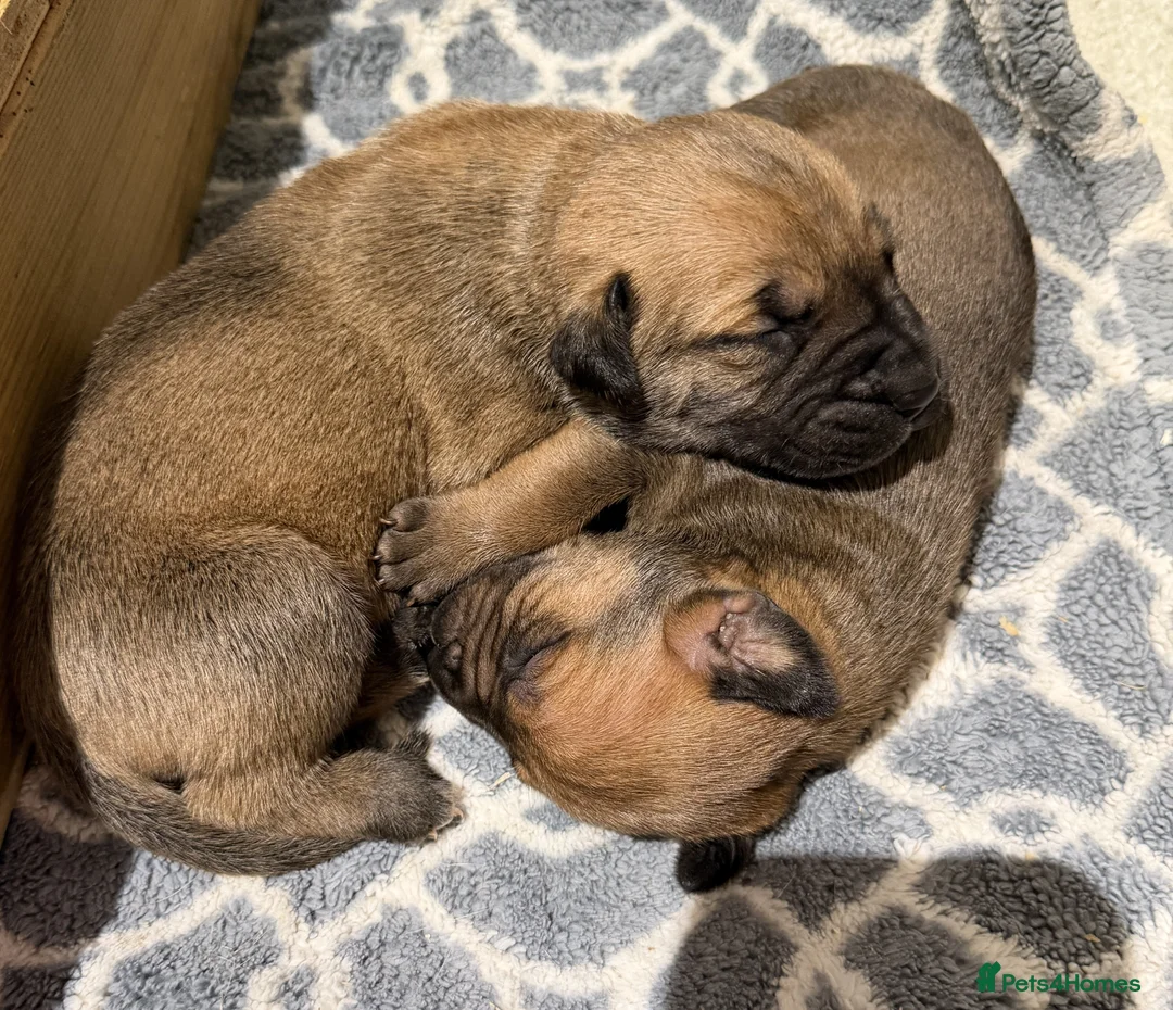 Boerboel dogs for sale: Stunning litter arrived- waitlist open - Advert 2