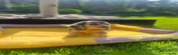 Miniature Dachshund dogs for sale: Adorable Puppies in Bradford - Advert 9