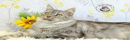 Maine Coon cats for sale: TICA registration Maine coon kittens READY NOW - Advert 5