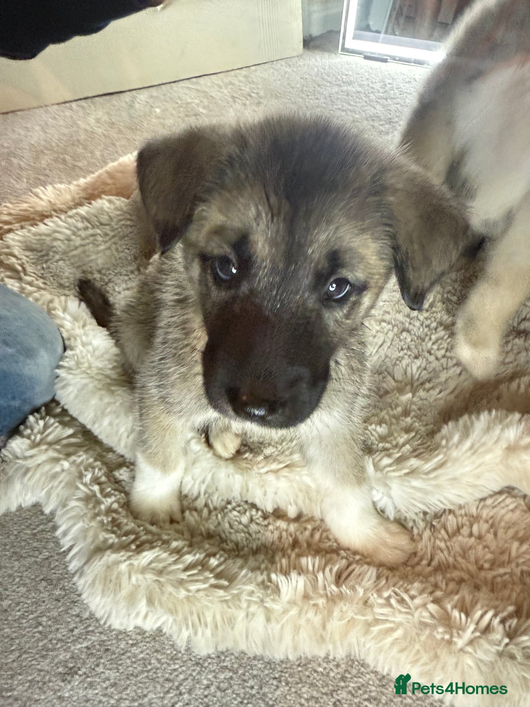 Mixed Breed dogs for sale: Akita/Belgian malenute puppy’s  - Image 18