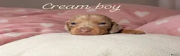 Miniature Dachshund dogs for sale: Stunning Dachshund Puppies❤️Reservations Now Open! - Advert 9