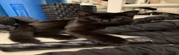 Mixed Breed cats for sale: Shorthair Black kittens for adoption - Advert 2