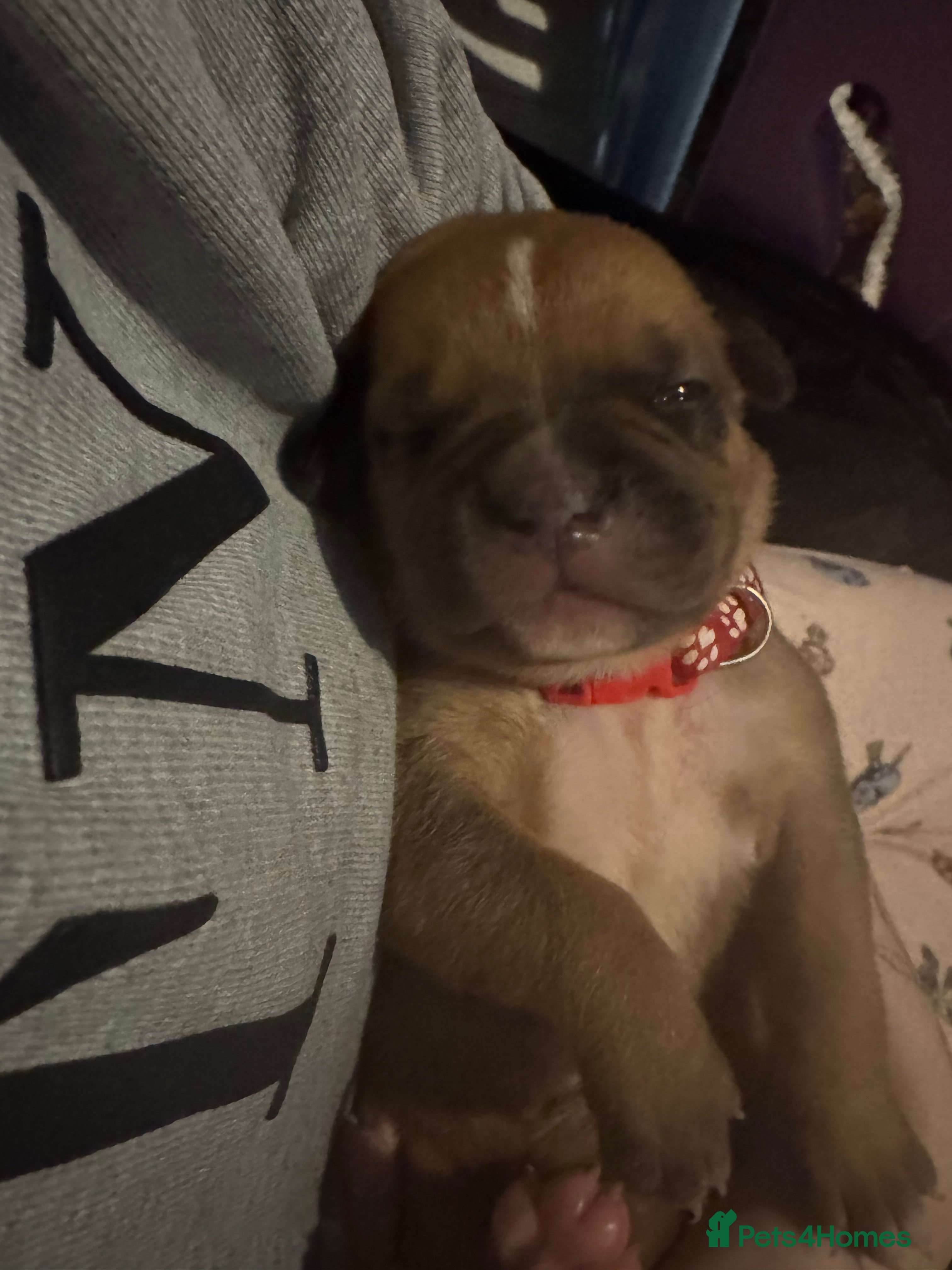 Mixed Breed dogs Cane corso cross Pressa  - Advert 1