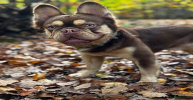 French Bulldog dogs - Advert 13