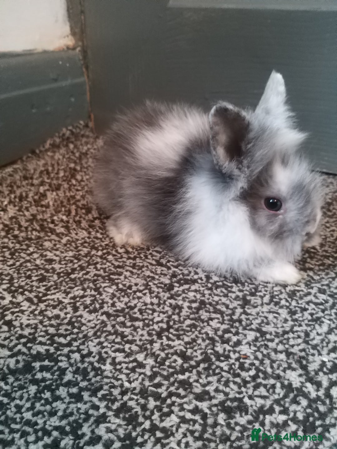 Mixed Breed rabbits for sale: Lion head mini lops 😍 in Sheffield - Image 2