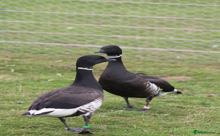 Waterfowl poultry - Advert 14