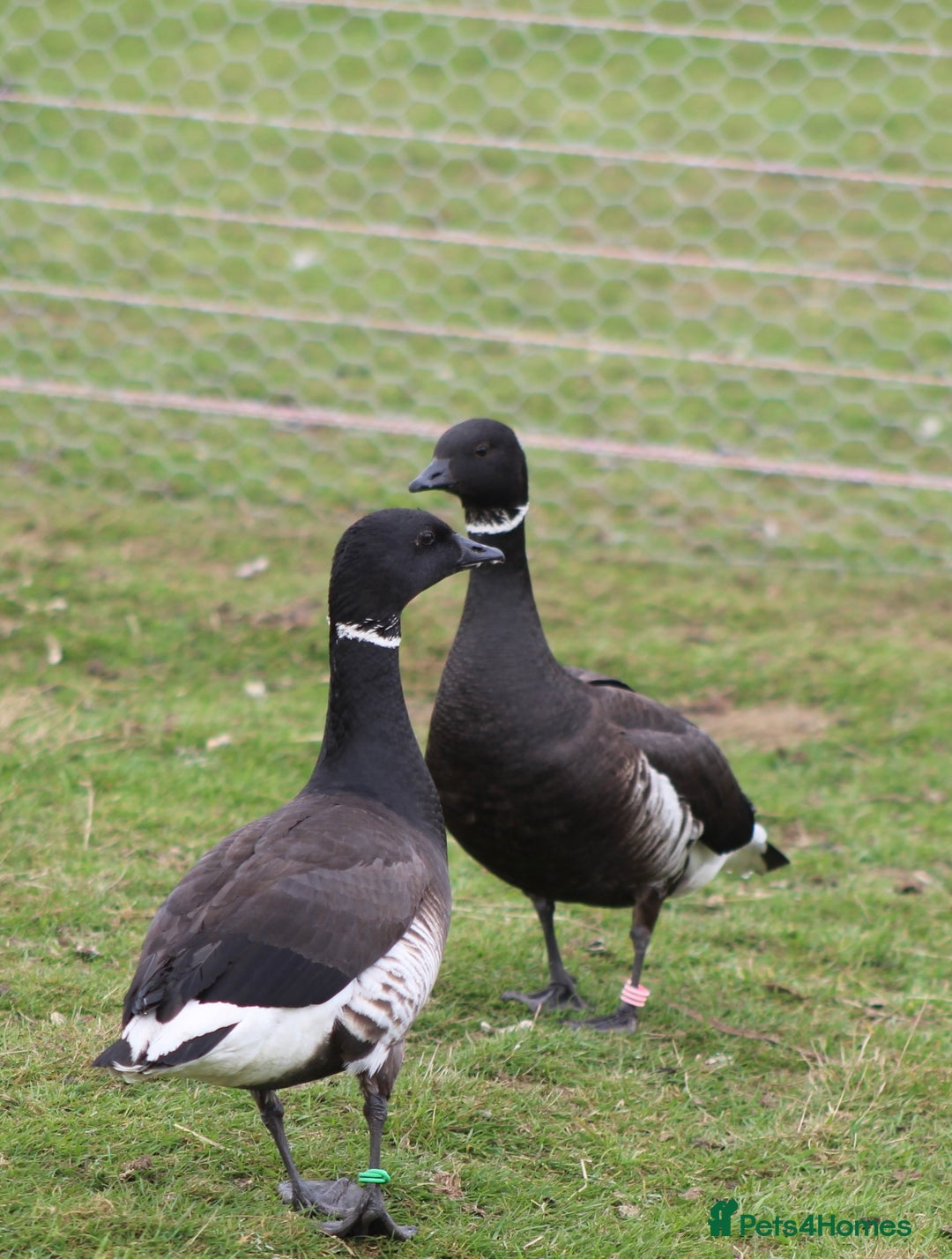 Waterfowl poultry for sale: Brent geese - Image 1