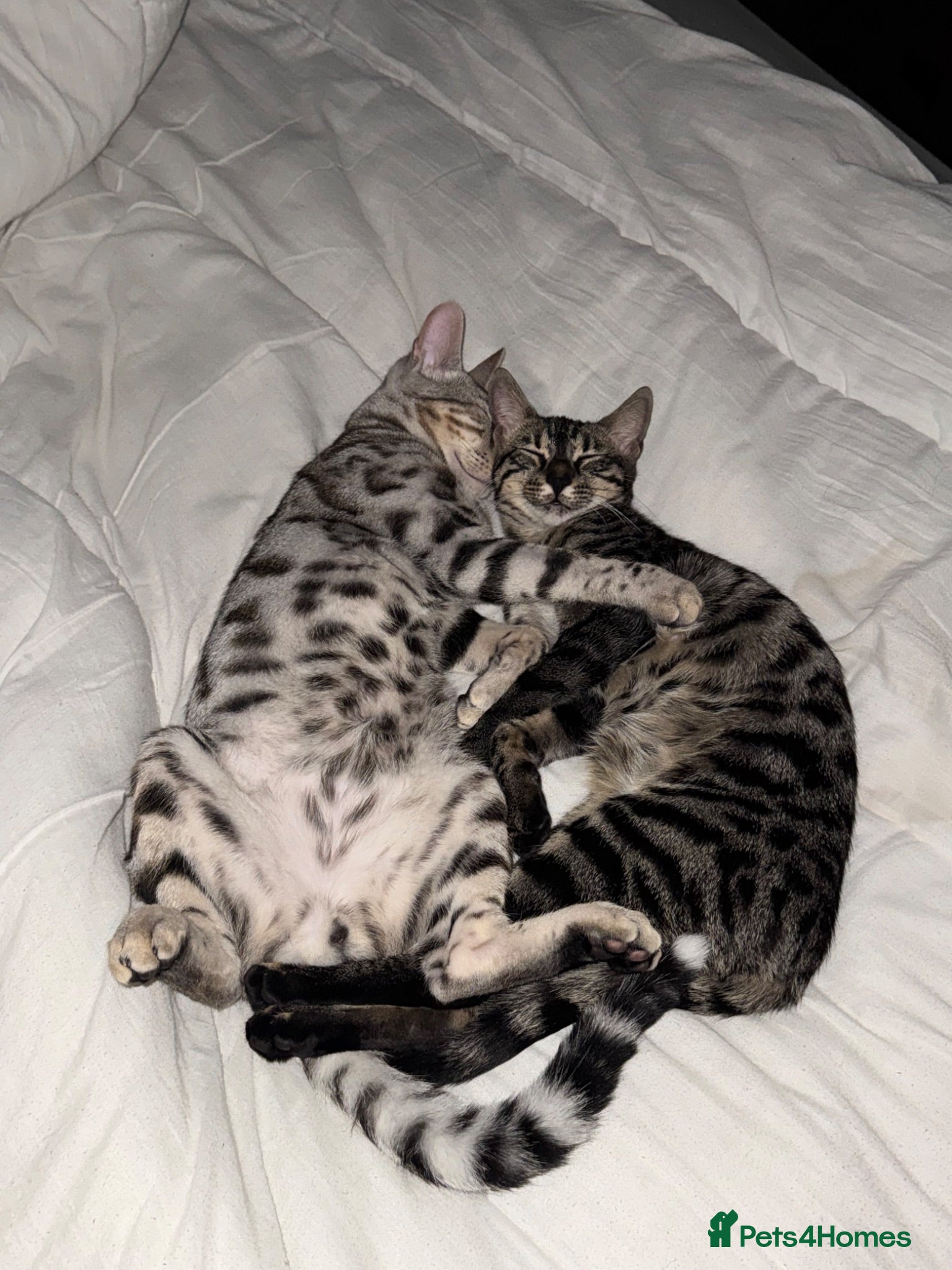 Bengal cats Beautiful Bengal Kittens 9 Weeks Old – Only 3 Left - Advert 13