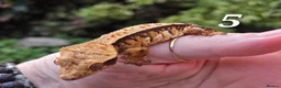 Gecko reptiles for sale: Various crested geckos  - Advert 13