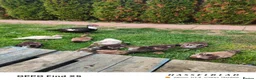 Ducks poultry for sale: Muscovy ducklings  - Advert 2