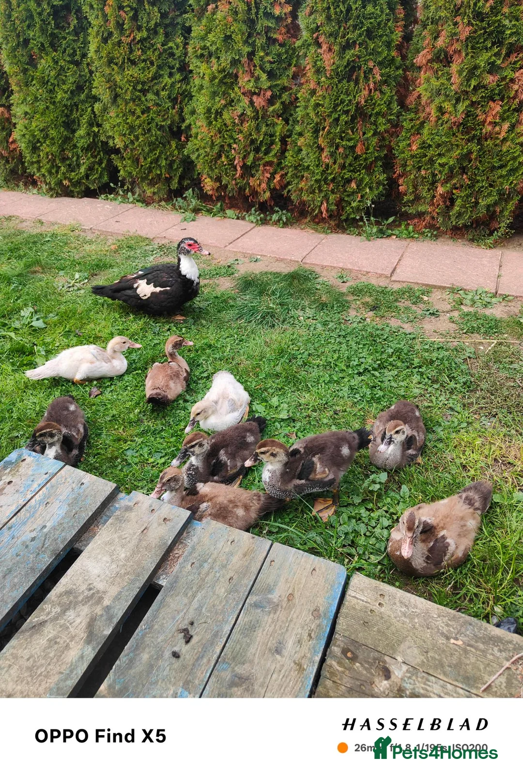 Ducks poultry for sale: Muscovy ducklings  - Advert 2
