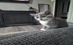 British Shorthair cats for sale: Adorable British Shorthair x Persian Kittens  - Image 9