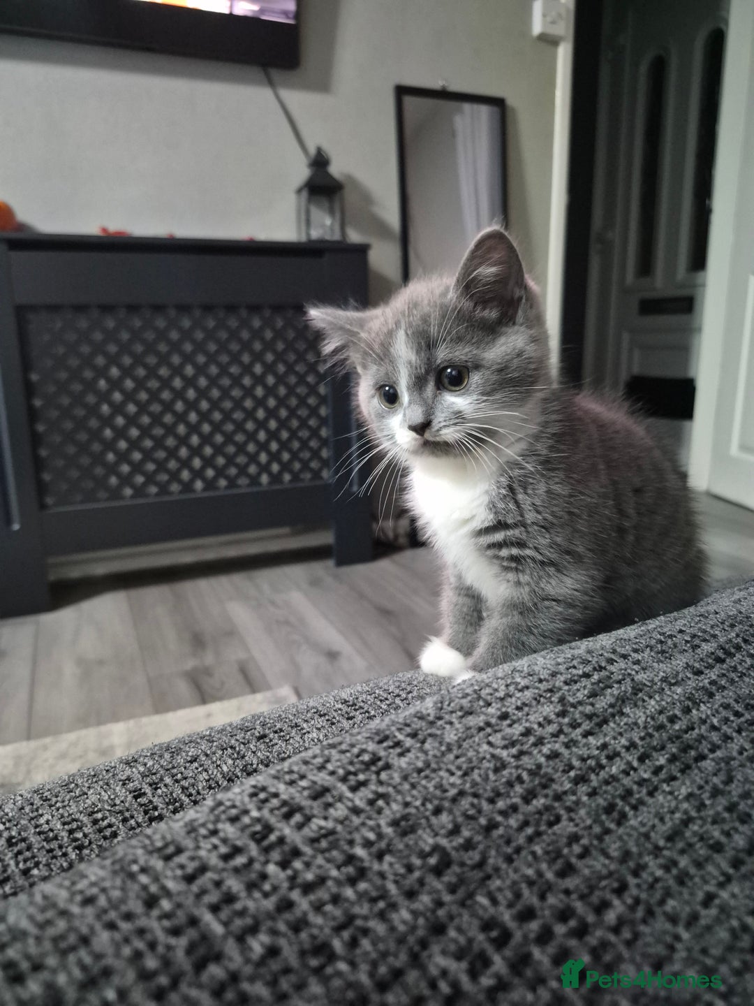 British Shorthair cats for sale: Adorable British Shorthair x Persian Kittens  - Image 9