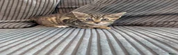 Mixed Breed cats for sale: Kittens  - Advert 9