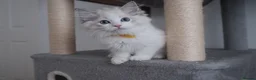 Ragdoll cats for sale: Champion European R-Bloodline Ragdoll Kittens - Advert 6
