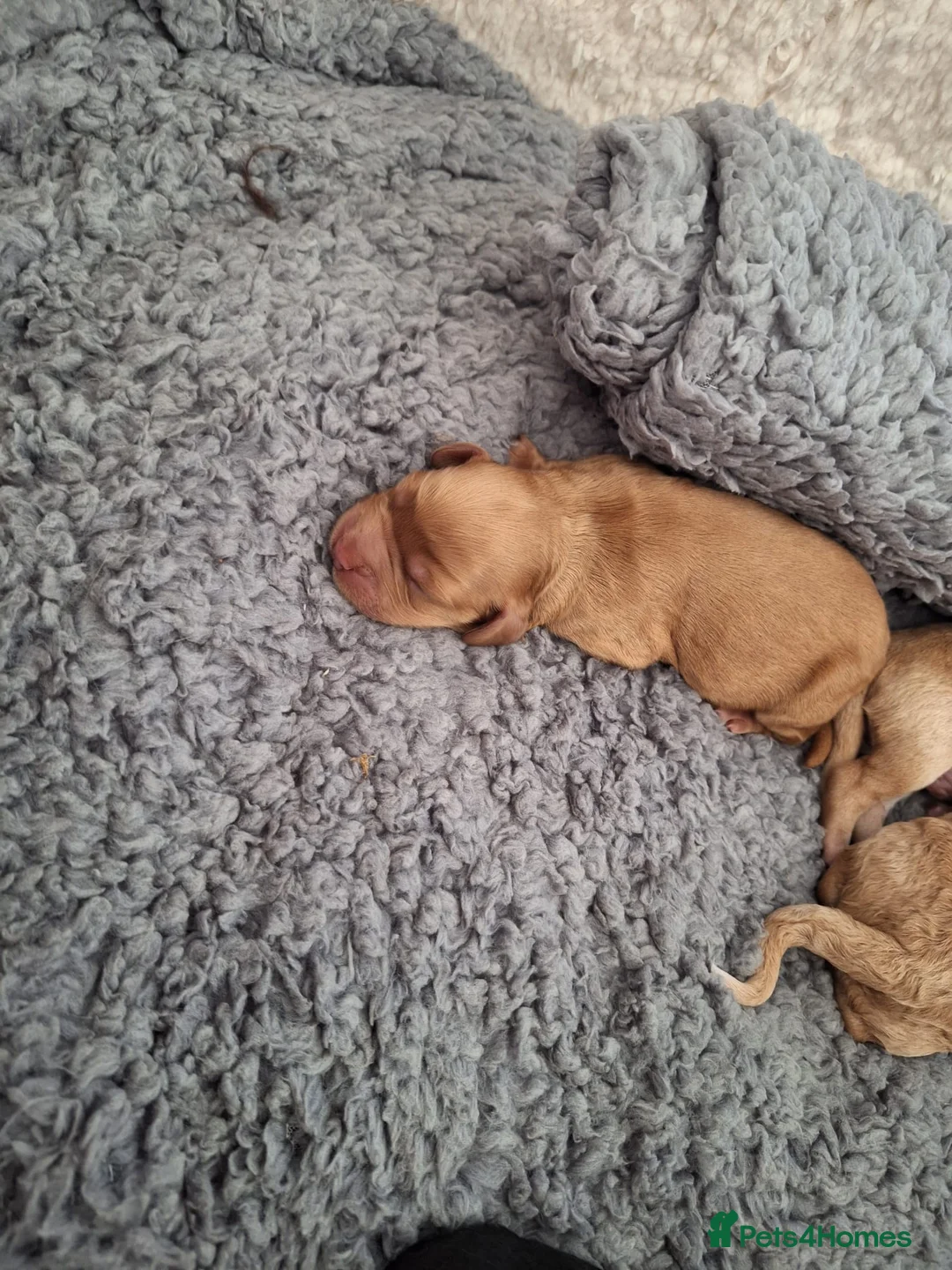 Cockapoo dogs for stud: Lovely proven F1 cockapoo for stud -Health Checked in Lanark - Advert 16