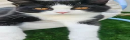 Selkirk Rex cats for sale:  Beautiful Home-Raised Selkirk Rex&BSH Kittens 😻 - Advert 13