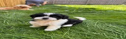Cava Tzu dogs for sale: Cavatzu - Advert 14