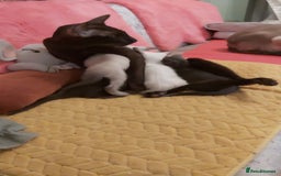Oriental cats for sale: Full Pedigree Oriental 6 Kittens XL size ears GCCF - Image 26
