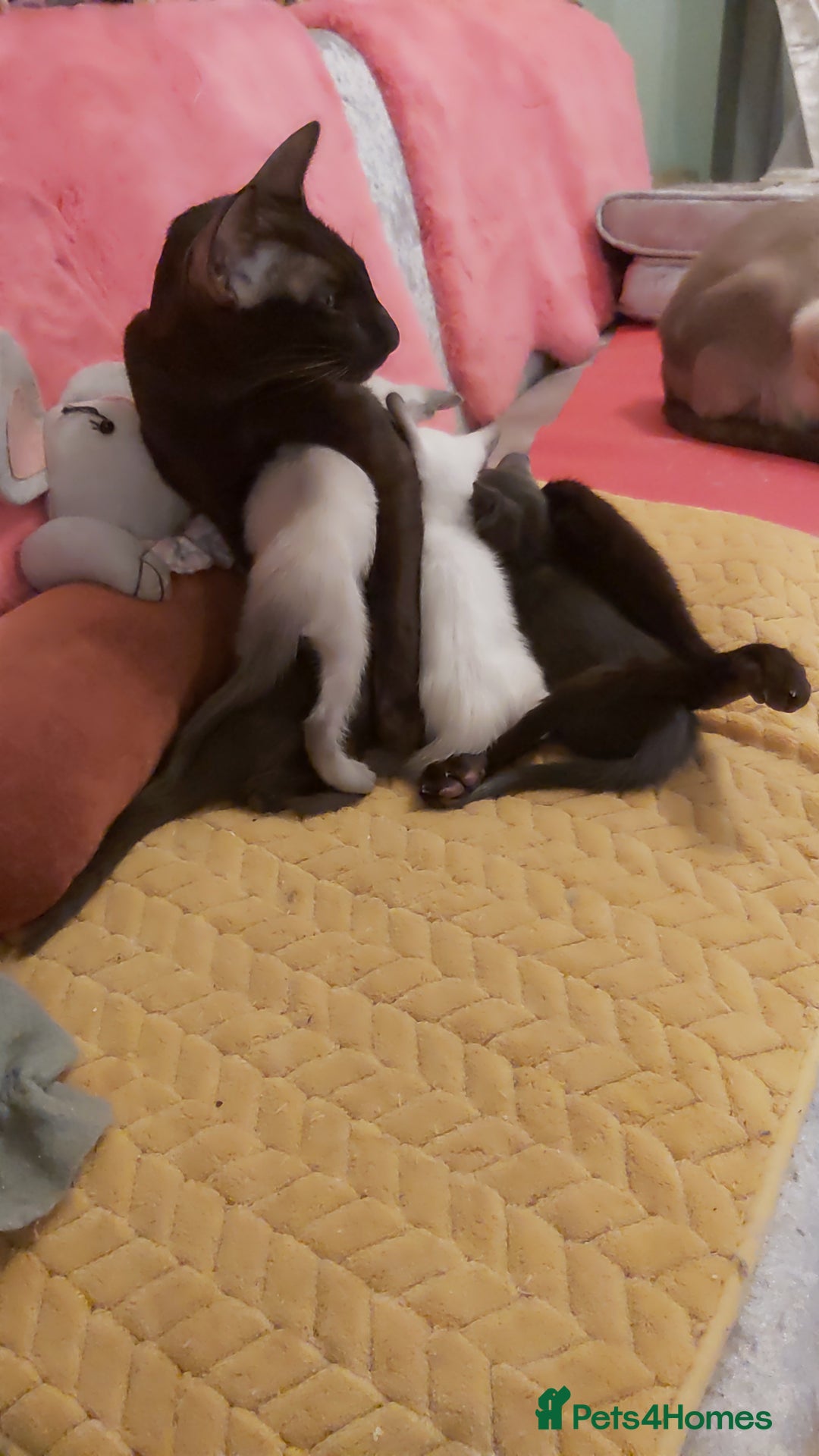 Oriental cats for sale: Full Pedigree Oriental 6 Kittens XL size ears GCCF - Image 26
