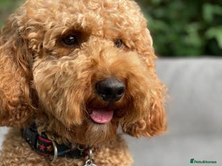 Miniature Poodle dogs Red Miniature Poodle Stud, KC and health tested in Tonbridge - Advert 7